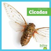 Cicadas