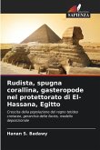 Rudista, spugna corallina, gasteropode nel protettorato di El-Hassana, Egitto Rudista, spugna corallina, gasteropode nel protettorato di El-Hassana, Egitto