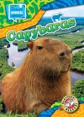 Capybaras Capybaras