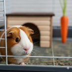 Gus the Guinea Pig's Great Escape (eBook, ePUB) Gus the Guinea Pig's Great Escape (eBook, ePUB)