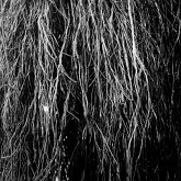 Nocturnal Rainforest Nocturnal Rainforest
