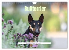 Bullterrier - charmante Herzensbrecher (Wandkalender 2026 DIN A4 quer), CALVENDO Monatskalender Bullterrier - charmante Herzensbrecher (Wandkalender 2026 DIN A4 quer), CALVENDO Monatskalender
