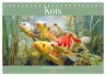 Kois - Ein Juwel unter Fischen... - Bild 1