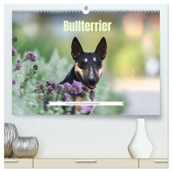 Bullterrier - charmante Herzensbrecher (hochwertiger Premium Wandkalender 2026 DIN A2 quer), Kunstdruck in Hochglanz Bullterrier - charmante Herzensbrecher (hochwertiger Premium Wandkalender 2026 DIN A2 quer), Kunstdruck in Hochglanz
