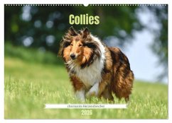 Cover Collies - charmante Herzensbrecher (Wandkalender 2026 DIN A2 quer), CALVENDO Monatskalender