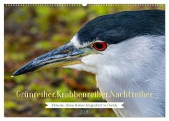 Cover Grünreiher - Krabbenreiher - Nachtreiher (Wandkalender 2026 DIN A2 quer), CALVENDO Monatskalender