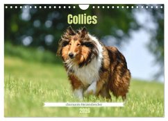 Collies - charmante Herzensbrecher (Wandkalender 2026 DIN A4 quer), CALVENDO Monatskalender