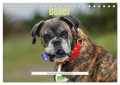 Boxer - charmante Herzensbrecher (Tischkalender 2026 DIN A5 quer), CALVENDO Monatskalender