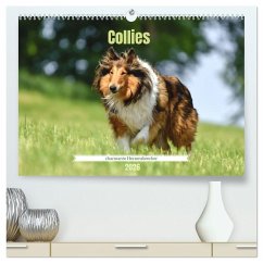 Collies - charmante Herzensbrecher (hochwertiger Premium Wandkalender 2026 DIN A2 quer), Kunstdruck in Hochglanz