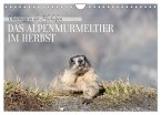 Unterwegs in den Hochalpen - Das Alpenmurmeltier im Herbst (Wandkalender 2026 DIN A4 quer), CALVENDO Monatskalender