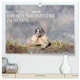 Unterwegs in den Hochalpen - Das Alpenmurmeltier im Herbst (hochwertiger Premium Wandkalender 2026 DIN A2 quer), Kunstdruck in Hochglanz
