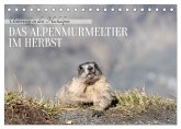 Unterwegs in den Hochalpen - Das Alpenmurmeltier im Herbst (Tischkalender 2026 DIN A5 quer), CALVENDO Monatskalender