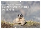 Unterwegs in den Hochalpen - Das Alpenmurmeltier im Herbst (Wandkalender 2026 DIN A3 quer), CALVENDO Monatskalender