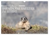 Unterwegs in den Hochalpen - Das Alpenmurmeltier im Herbst (Wandkalender 2026 DIN A3 quer), CALVENDO Monatskalender
