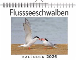 Flussseeschwalben - Hoffmann, Elias