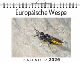Europäische Wespe