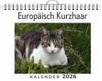 Europäisch Kurzhaar