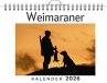 Weimaraner - Bild 1