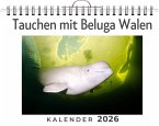 Tauchen mit Beluga Walen