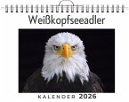Weißkopfseeadler Weißkopfseeadler