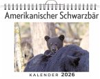Amerikanischer Schwarzbär Amerikanischer Schwarzbär