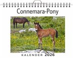 Connemara-Pony