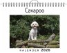 Cavapoo - Bild 1