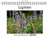 Lupinen - Bild 1