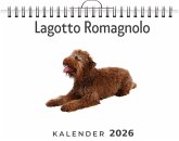 Lagotto Romagnolo Lagotto Romagnolo