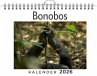 Bonobos - Bild 1
