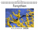 Forsythien Forsythien