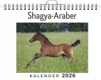 Shagya-Araber Shagya-Araber