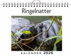 Ringelnatter Ringelnatter
