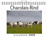Charolais-Rind