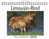 Limousin-Rind