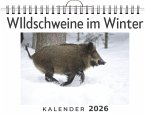 WIldschweine im Winter