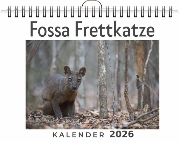 Fossa Frettkatze Fossa Frettkatze
