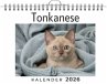Tonkanese - Bild 1