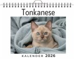 Tonkanese Tonkanese