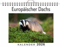 Europäischer Dachs - Keller, Florian