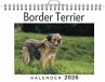 Border Terrier - Bild 1