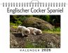 Englischer Cocker Spaniel - Bild 1