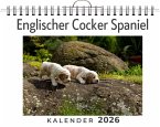 Englischer Cocker Spaniel