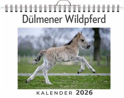 Dülmener Wildpferd - Bauer, Amelia