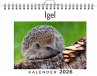 Igel - Bild 1