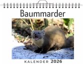 Baummarder Baummarder