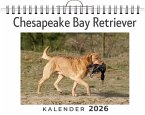 Chesapeake Bay Retriever