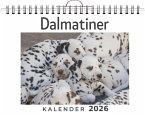 Dalmatiner Dalmatiner