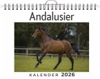 Andalusier