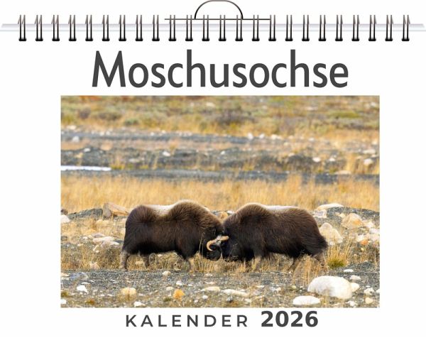 Moschusochse Moschusochse